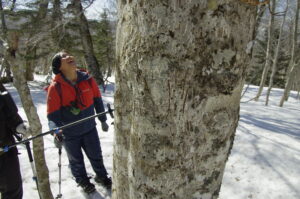 クマの森での暮らしを体感【予約型スノートレッキング（スノーシュー）】「冬の森でツキノワグマの痕跡探しツアー」